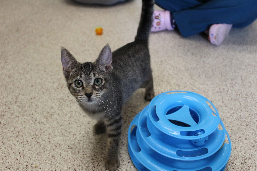 adoptable Cat in Chestertown, MD named Jetta