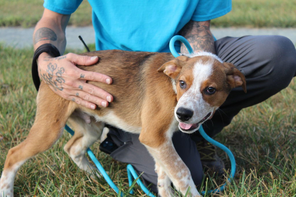 adoptable Dog in Chestertown, MD named Becker