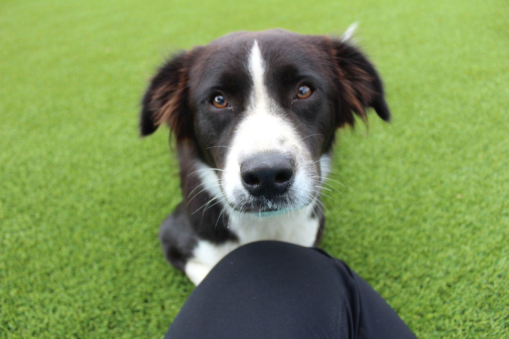 adoptable Dog in Chestertown, MD named Lia