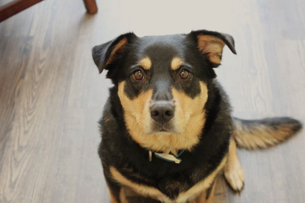 adoptable Dog in Chestertown, MD named Frida