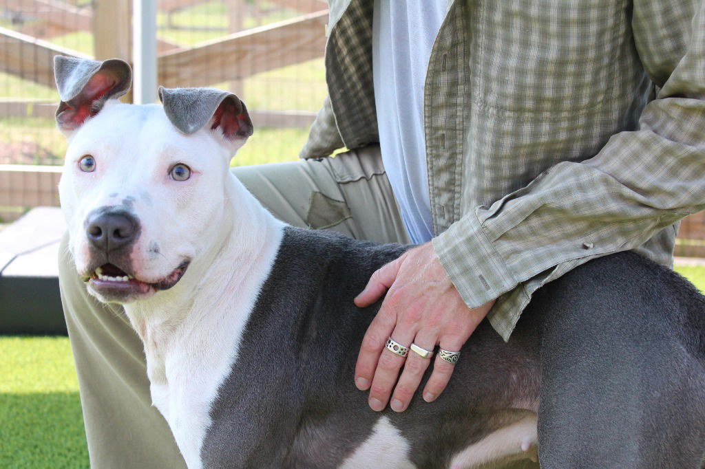 adoptable Dog in Chestertown, MD named K Souffle