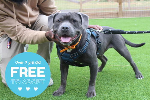 picture of the dog needing adoption