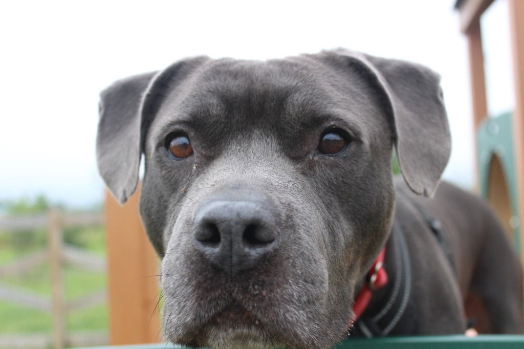 adoptable Dog in Chestertown, MD named Thunder