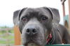adoptable Dog in  named Thunder