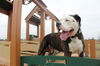 adoptable Dog in  named King