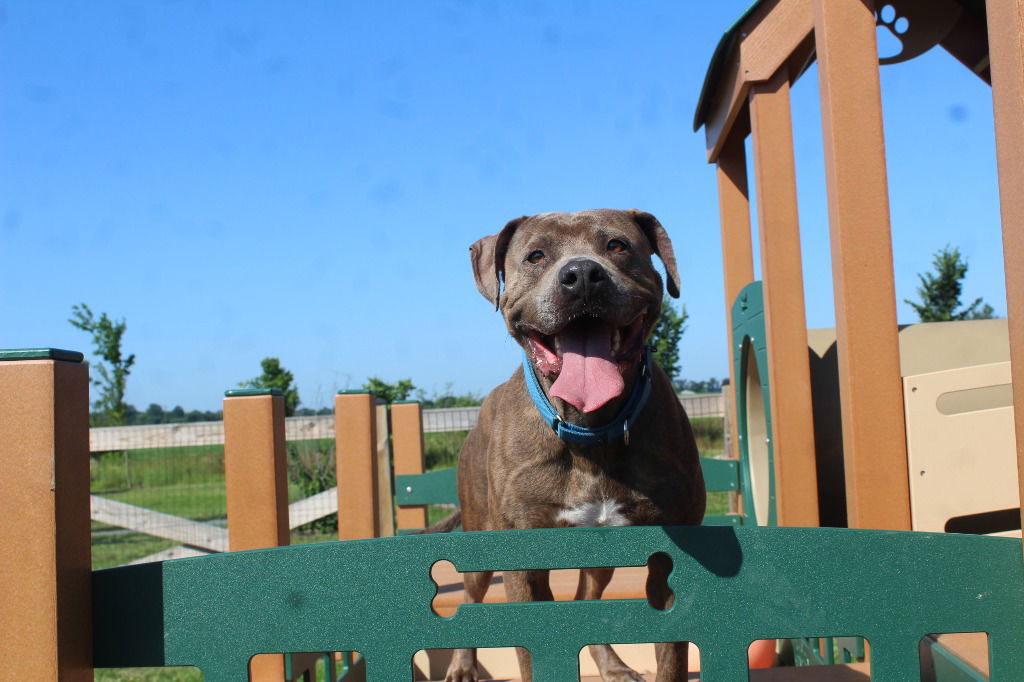 adoptable Dog in Chestertown, MD named Monk