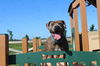 adoptable Dog in  named Monk