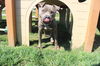 adoptable Dog in  named Luke Skybarker
