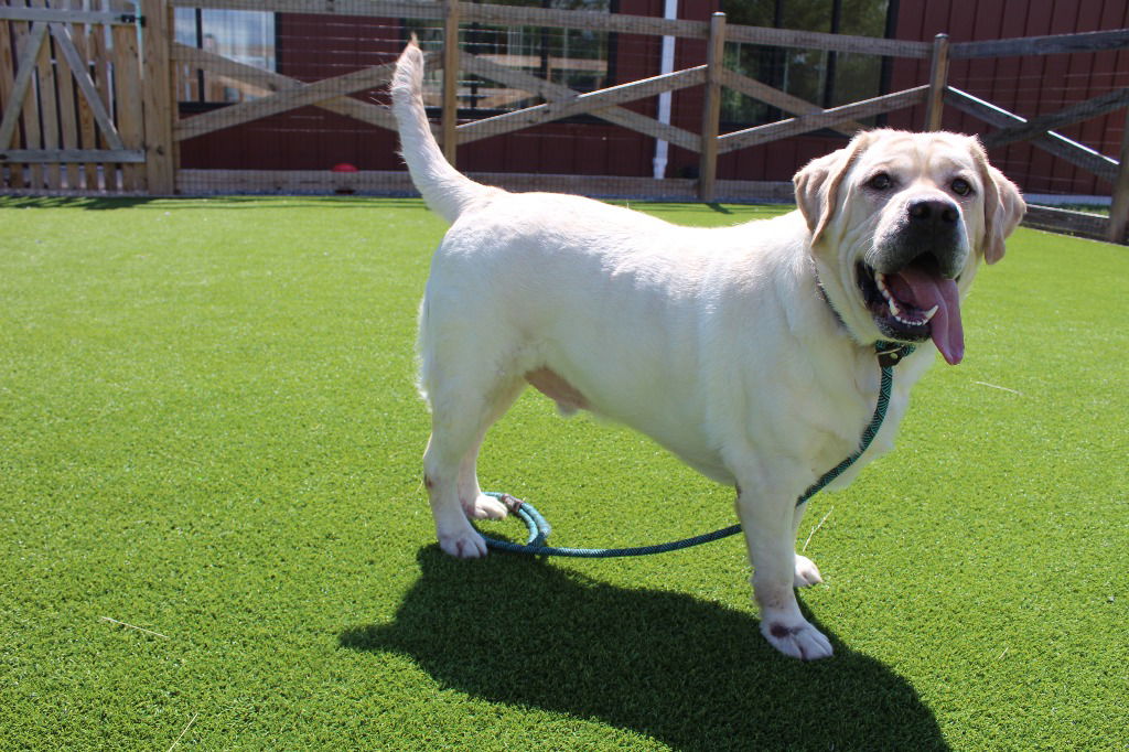adoptable Dog in Chestertown, MD named Luca