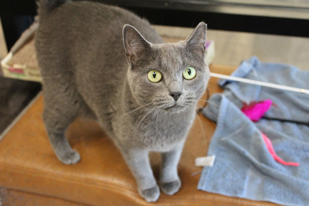 adoptable Cat in Chestertown, MD named Ashes