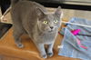 adoptable Cat in Chestertown, MD named Ashes