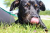 adoptable Dog in  named Flippers