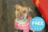 adoptable Dog in  named Sir Caldwellington of Kent