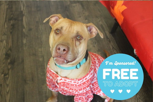 CALDWELL - Pit Bull Terrier available for adoption