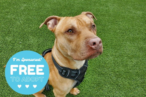CALDWELL - Pit Bull Terrier available for adoption