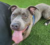adoptable Dog in  named Chance