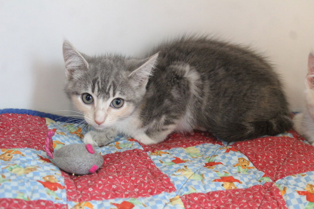 adoptable Cat in Chestertown, MD named Fluffin' Furious