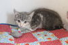 adoptable Cat in Chestertown, MD named Fluffin