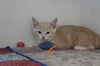 adoptable Cat in Chestertown, MD named Grumplestiltskin