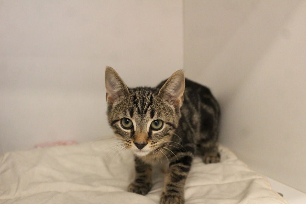 adoptable Cat in Chestertown, MD named Wahoo River