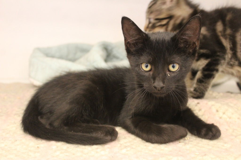 adoptable Cat in Chestertown, MD named Voodoo Drop