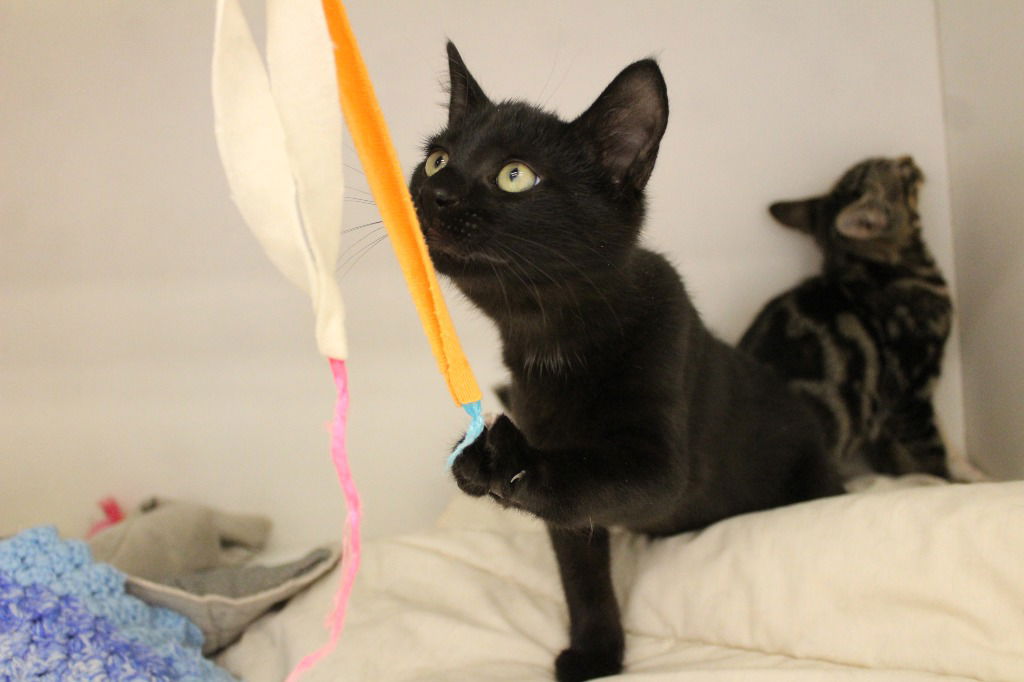 adoptable Cat in Chestertown, MD named SteamWhirler
