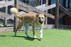 adoptable Dog in  named Chip
