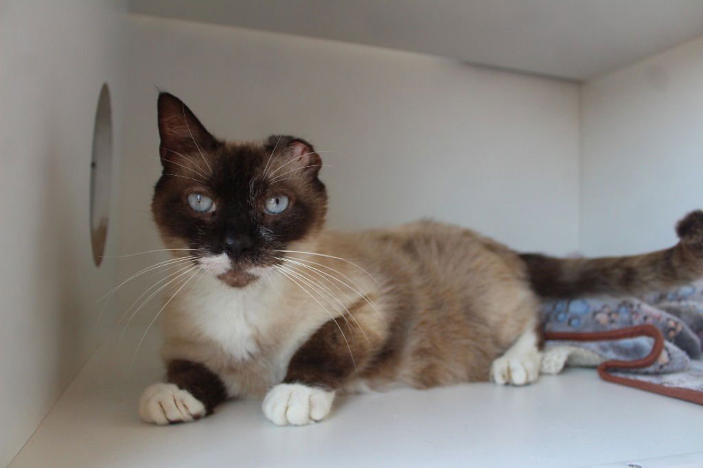adoptable Cat in Chestertown, MD named Paris