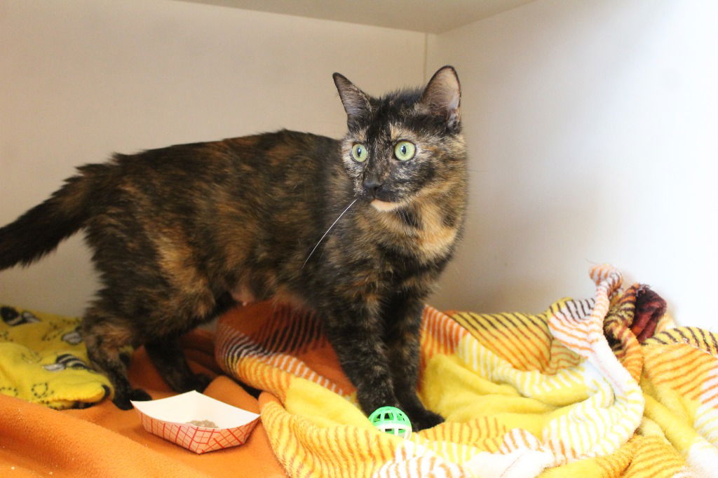 adoptable Cat in Chestertown, MD named Teapot