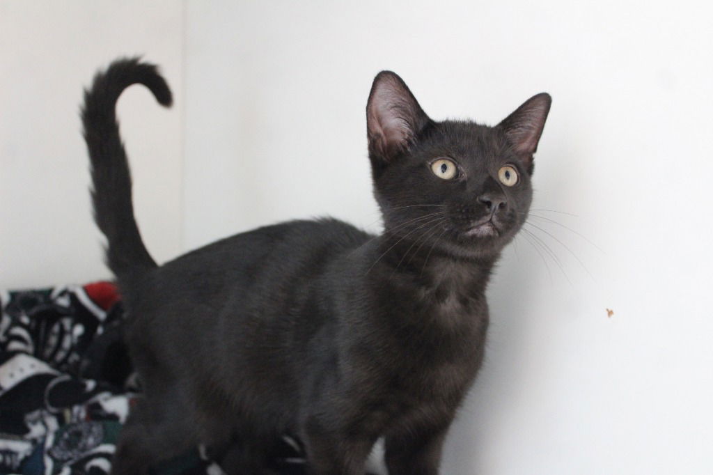 adoptable Cat in Chestertown, MD named White House Black Tea