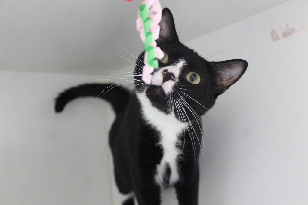 adoptable Cat in Chestertown, MD named Mellow