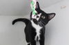adoptable Cat in Chestertown, MD named Mellow