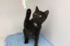 adoptable Cat in Chestertown, MD named Black Currant Tea