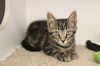 adoptable Cat in Chestertown, MD named ElectroDerby