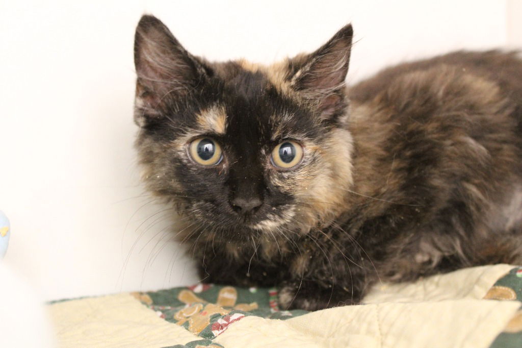adoptable Cat in Chestertown, MD named Slow Clap