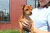 adoptable Dog in  named Kepler