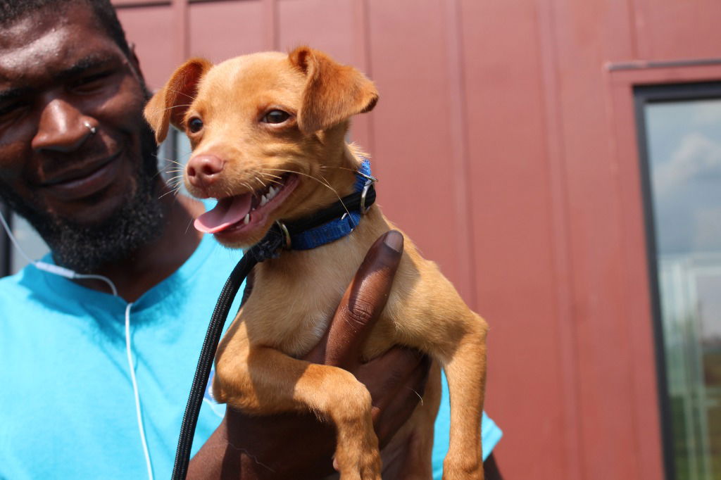 adoptable Dog in Chestertown, MD named Hubble