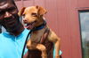 adoptable Dog in  named Hubble