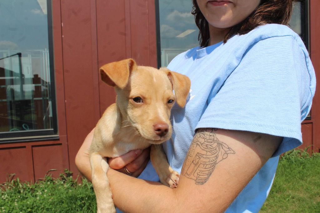 adoptable Dog in Chestertown, MD named Quesst