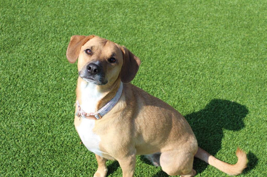 adoptable Dog in Chestertown, MD named Milly