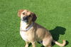 adoptable Dog in  named Milly