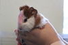 adoptable Guinea Pig in  named Dare-rick