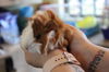 adoptable Guinea Pig in  named Derrick Jr