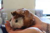adoptable Guinea Pig in  named Derricka