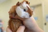 adoptable Guinea Pig in  named Derek