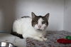 adoptable Cat in  named Grandpa Joey Whiskers