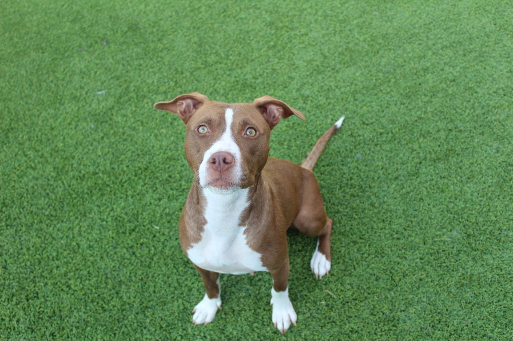 adoptable Dog in Chestertown, MD named Cherry on Top