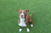adoptable Dog in  named Cherry on Top