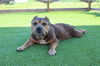 adoptable Dog in  named Sasha