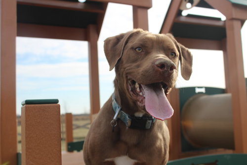 RICOCHET - Chesapeake Bay Retriever / Terrier available for adoption